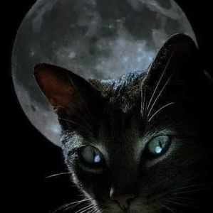 Meet your Posher, Dorri